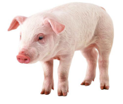 可追溯系统建设，来看看云辉牧联生猪屠宰溯源系统建设