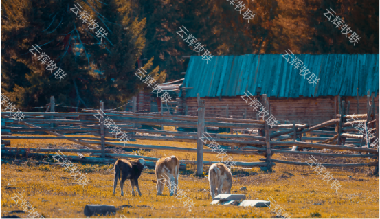 智慧认养，品质保障，云辉牧联助您享受健康美味